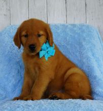 CKC Golden Ret Puppies now available for new families