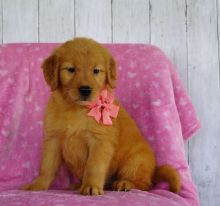 Offering : Golden Retriever puppies for pet lovers 🐕🐕