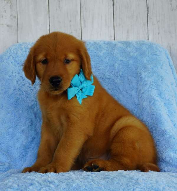 Golden retriever puppies now available for ready homes! Image eClassifieds4u