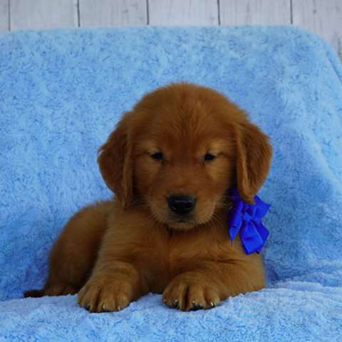 Golden retriever puppies now available for ready homes! Image eClassifieds4u
