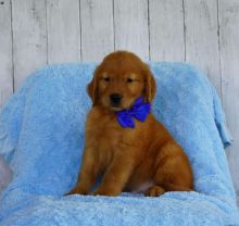 12 weeks old puppies( Golden Retrievers) for new homes Image eClassifieds4u 4