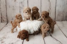 Gorgeous Toy Poodle Puppies for sale Image eClassifieds4u 4