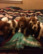Purebred Loving Standard eskimo puppies Image eClassifieds4u 4