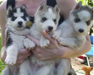 Stunning Wolf-like Husky Mixed Breed Puppies Image eClassifieds4u