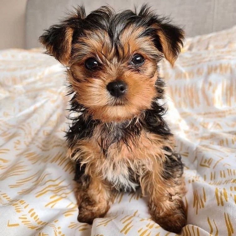 TEACUP HEALTHY YORKIE /// Biewer Yorkie PUPS Image eClassifieds4u