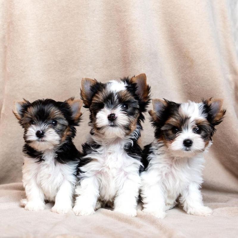 TEACUP HEALTHY YORKIE /// Biewer Yorkie PUPS Image eClassifieds4u