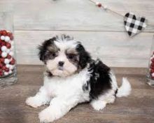 Adorable Malshi pups licensed Sherbrooke