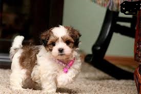 Adorable Malshi pups licensed Sherbrooke Image eClassifieds4u