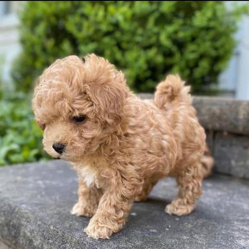 Adorable Maltipoo Pups Available ???? Image eClassifieds4u