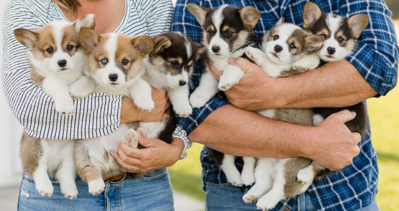 Adorable Pembrokeshire Welsh Corgi Pups Image eClassifieds4u