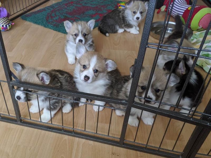 Adorable Pembrokeshire Welsh Corgi Pups Image eClassifieds4u