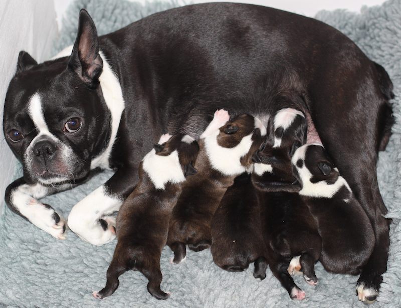 Beautiful CKC Boston terrier both redish and black and white puppies ready Now Image eClassifieds4u