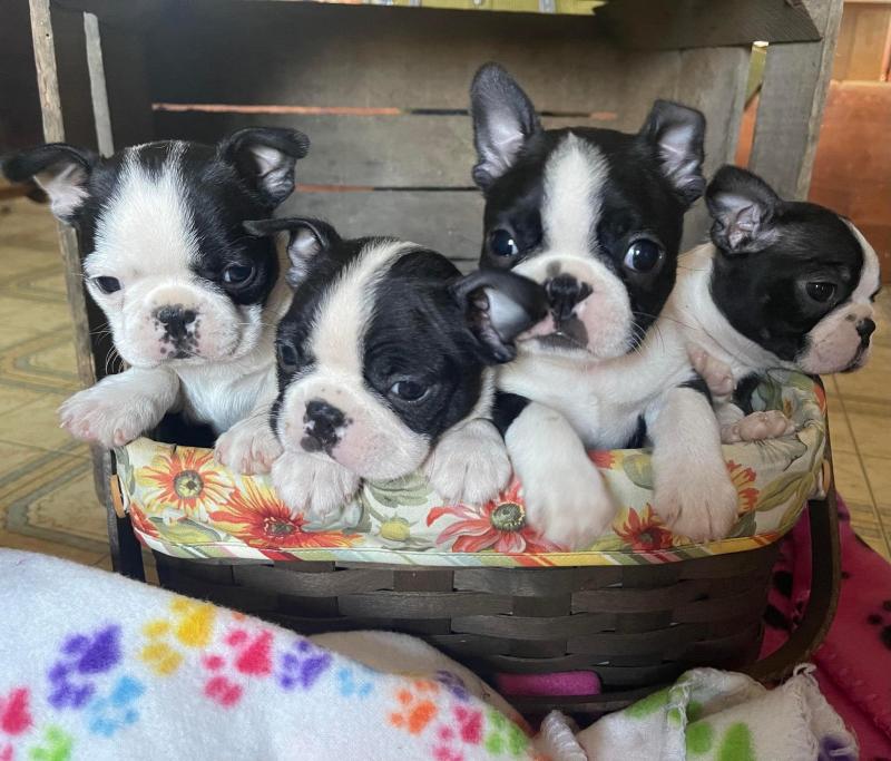 Beautiful CKC Boston terrier both redish and black and white puppies ready Now Image eClassifieds4u