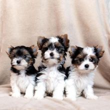 TEACUP HEALTHY YORKIE /// Biewer Yorkie PUPS Image eClassifieds4u 1