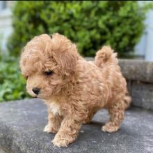 Adorable Maltipoo Pups Available ???? Image eClassifieds4u 3