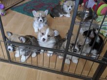 Adorable Pembrokeshire Welsh Corgi Pups Image eClassifieds4u 3
