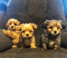 READY NOW EXTENSIVELY HEALTH TESTED Morkie pups Yorkie x Maltese Image eClassifieds4u 3