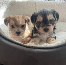 READY NOW EXTENSIVELY HEALTH TESTED Morkie pups Yorkie x Maltese Image eClassifieds4u 2