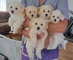Ready NOW*6 small Maltese puppies - 5 left Image eClassifieds4u