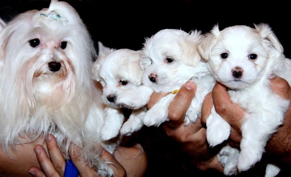 Ready NOW*6 small Maltese puppies - 5 left Image eClassifieds4u