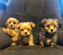 READY NOW EXTENSIVELY HEALTH TESTED Morkie pups Yorkie x Maltese Image eClassifieds4u
