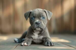 Alapaha blue blood bulldog x American blue Noise bulldog puppies Image eClassifieds4u