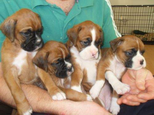 Purebred Healthy Fawn Boxer Puppies For Sale Image eClassifieds4u