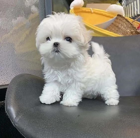 DNA health tested maltese puppies Text only at : (657) ✖️ 859 -✖️ 9693 Image eClassifieds4u