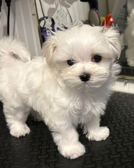 DNA health tested maltese puppies Text only at : (657) ✖️ 859 -✖️ 9693 Image eClassifieds4u