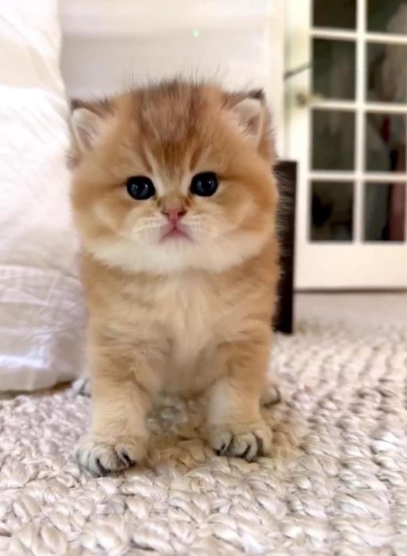 Neutered Munchkin Kittens Available Image eClassifieds4u