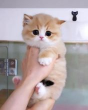 Neutered Munchkin Kittens Available