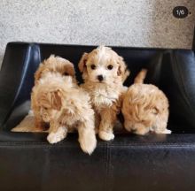 Absolutely stunning Maltipoo puppies
