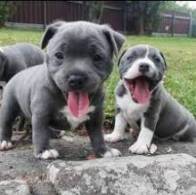 Beautiful blue Staffordshire bull terrier puppies TEXT ME VIA (657) 859-9693