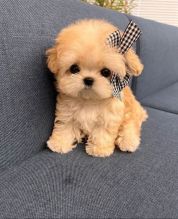 Fully DNA health Tiny Maltipoo Puppies Text only at : (657) ✖️ 859 -✖️ 9693