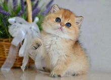 Non-standard Munchki Munchkins