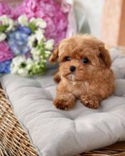 READY NOW !! FULLY VACCINATED.. Cavapoo pups for sale
