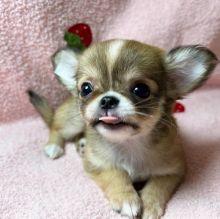 Tiny Long coat chihuahuas puppies Text only at : (657) ✖️ 859 -✖️ 9693