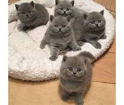 British short hair rare colour Image eClassifieds4u