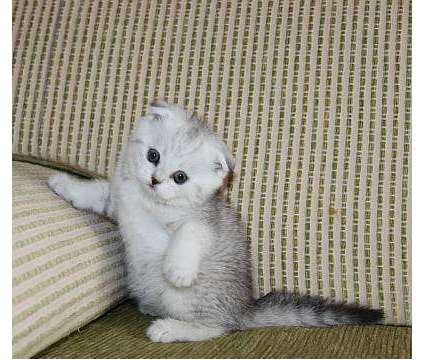 British short hair rare colour Image eClassifieds4u