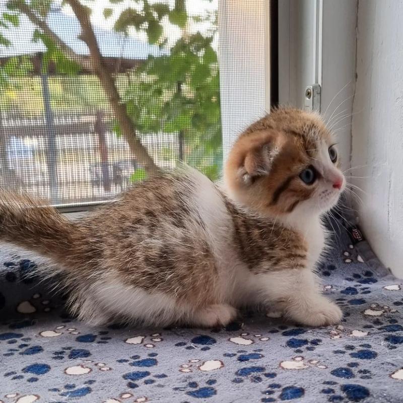 British short hair rare colour Image eClassifieds4u