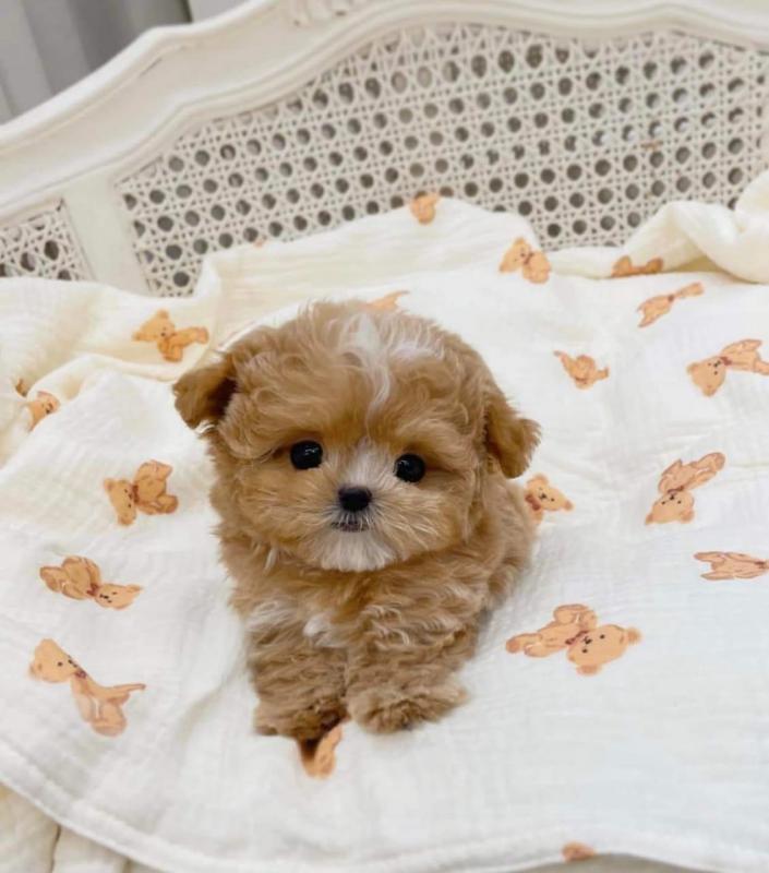 Fully DNA health Tiny Maltipoo Puppies Text only at : (657) ✖️ 859 -✖️ 9693 Image eClassifieds4u