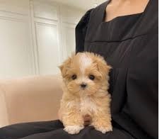 Fully DNA health Tiny Maltipoo Puppies Text only at : (657) ✖️ 859 -✖️ 9693 Image eClassifieds4u