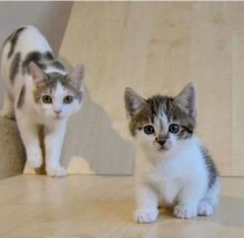 Neutered Munchkin Kittens Available Image eClassifieds4u 2