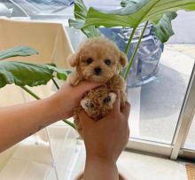 Absolutely stunning Maltipoo puppies Image eClassifieds4u 2