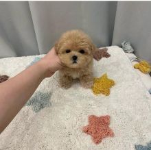 Absolutely stunning Maltipoo puppies Image eClassifieds4u 3