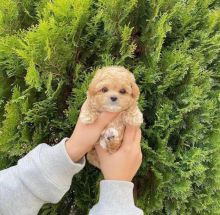 Absolutely stunning Maltipoo puppies Image eClassifieds4u 4
