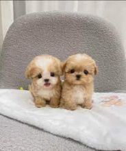 Fully DNA health Tiny Maltipoo Puppies Text only at : (657) ✖️ 859 -✖️ 9693 Image eClassifieds4u 4