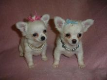 Tiny Long coat chihuahuas puppies Text only at : (657) ✖️ 859 -✖️ 9693 Image eClassifieds4u 3