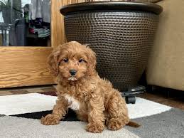 READY NOW !! FULLY VACCINATED.. Cavapoo pups for sale Image eClassifieds4u