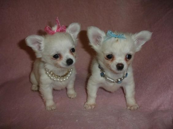 Tiny Long coat chihuahuas puppies Text only at : (657) ✖️ 859 -✖️ 9693 Image eClassifieds4u
